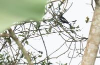 White-shouldered Black Tit (Melaniparus guineensis) · iNaturalist