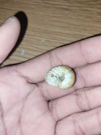 gbif image for Cyclotus translucidus