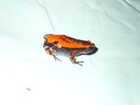 Marbled rubber frog - Wikipedia