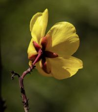 Cochlospermum regium (Schrank) Pilg., Plants of the World Online