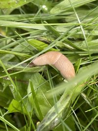 Caruana's slug (Deroceras caruanae / invadens: Agriolimacidae), with their  dart-sacs inflated, in circling courtship UK Stock Photo - Alamy