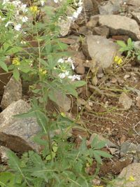 Cleome chilensis DC.