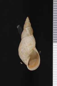 To ANSP Malacology Collection in GBIF (catalog no. 329643)