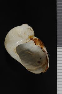 To ANSP Malacology Collection in GBIF (catalog no. 180799)