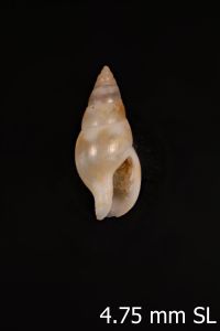 To ANSP Malacology Collection in GBIF (catalog no. 418861)