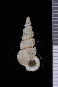 To ANSP Malacology Collection in GBIF (catalog no. 176448)