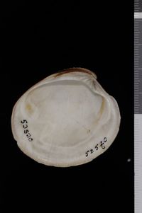 To ANSP Malacology Collection in GBIF (catalog no. 52520)