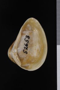 To ANSP Malacology Collection in GBIF (catalog no. 52653)