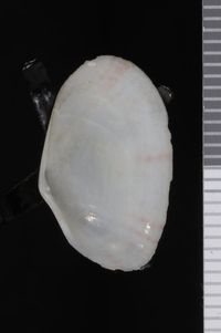 To ANSP Malacology Collection in GBIF (catalog no. 52427)