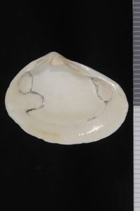 To ANSP Malacology Collection in GBIF (catalog no. 51199)