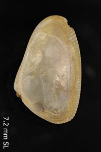 To ANSP Malacology Collection in GBIF (catalog no. 53036)