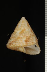 To ANSP Malacology Collection in GBIF (catalog no. 40659)