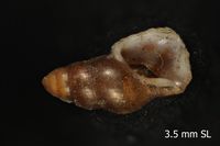 To ANSP Malacology Collection in GBIF (catalog no. 181369)