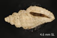 To ANSP Malacology Collection in GBIF (catalog no. 416413)