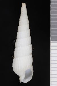 To ANSP Malacology Collection in GBIF (catalog no. 175131)