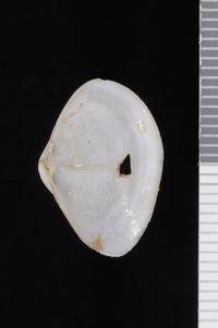 To ANSP Malacology Collection in GBIF (catalog no. 52663)