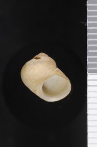 To ANSP Malacology Collection in GBIF (catalog no. 18420)