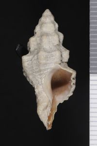 To ANSP Malacology Collection in GBIF (catalog no. 36551)