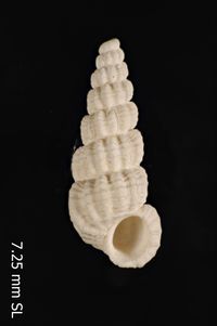 To ANSP Malacology Collection in GBIF (catalog no. 412710)