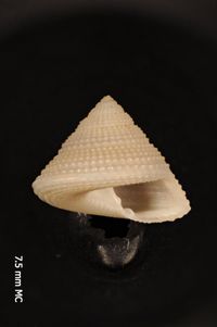 To ANSP Malacology Collection in GBIF (catalog no. 416230)