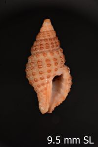 To ANSP Malacology Collection in GBIF (catalog no. 178763)