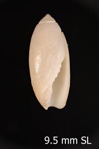 To ANSP Malacology Collection in GBIF (catalog no. 176446)