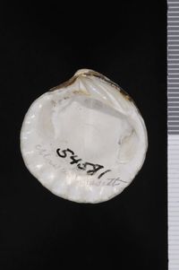 To ANSP Malacology Collection in GBIF (catalog no. 54581)