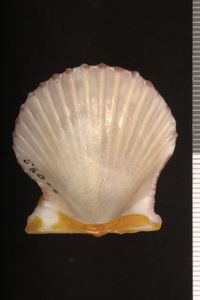 To ANSP Malacology Collection in GBIF (catalog no. 56088)