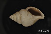 To ANSP Malacology Collection in GBIF (catalog no. 412714)