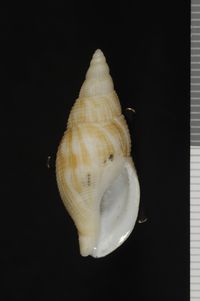 To ANSP Malacology Collection in GBIF (catalog no. 418030)