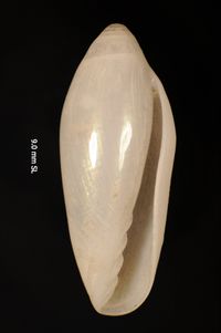 To ANSP Malacology Collection in GBIF (catalog no. 29096)