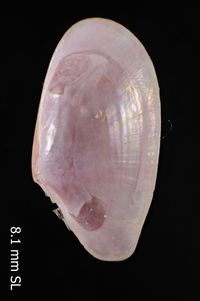 To ANSP Malacology Collection in GBIF (catalog no. 174985)