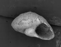 To ANSP Malacology Collection in GBIF (catalog no. 181080)