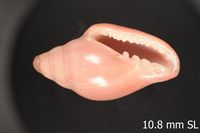 To ANSP Malacology Collection in GBIF (catalog no. 178581)