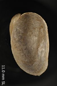 To ANSP Malacology Collection in GBIF (catalog no. 55518)