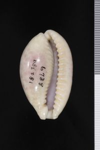 To ANSP Malacology Collection in GBIF (catalog no. 182389)