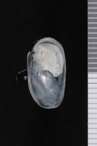 To ANSP Malacology Collection in GBIF (catalog no. 318908)