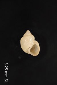 To ANSP Malacology Collection in GBIF (catalog no. 99342)