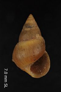 To ANSP Malacology Collection in GBIF (catalog no. 14226)