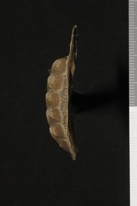 To ANSP Malacology Collection in GBIF (catalog no. 63405)