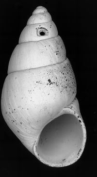 To ANSP Malacology Collection in GBIF (catalog no. 67903)