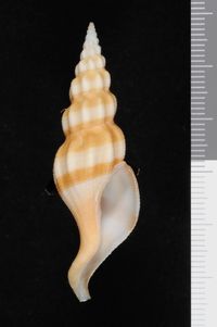 To ANSP Malacology Collection in GBIF (catalog no. 408333)