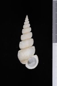 To ANSP Malacology Collection in GBIF (catalog no. 408312)