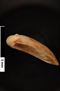 To ANSP Malacology Collection in GBIF (catalog no. 40754)