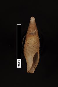 To ANSP Malacology Collection in GBIF (catalog no. 15694)