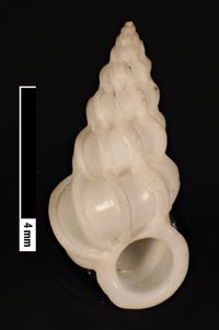 To ANSP Malacology Collection in GBIF (catalog no. 19581)