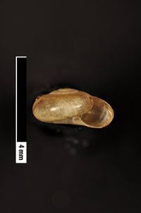 To ANSP Malacology Collection in GBIF (catalog no. 85788)