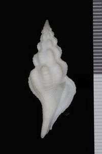 To ANSP Malacology Collection in GBIF (catalog no. 416321)