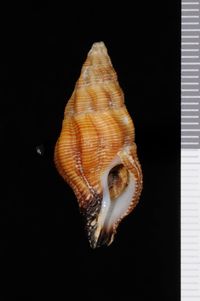 To ANSP Malacology Collection in GBIF (catalog no. 416225)