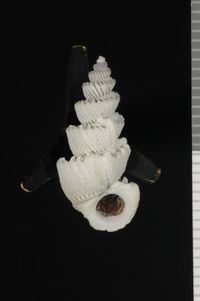 To ANSP Malacology Collection in GBIF (catalog no. 407854)